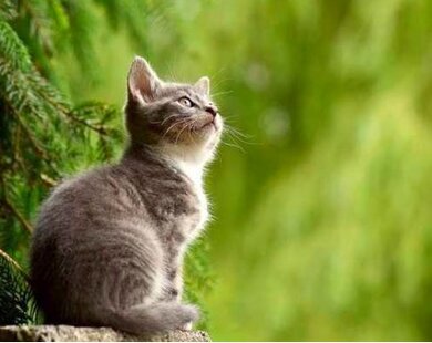 Tháng 7 âm: 4 tuổi bùng nổ vận may, nhân đôi tài lộc, dễ thành tỷ phú