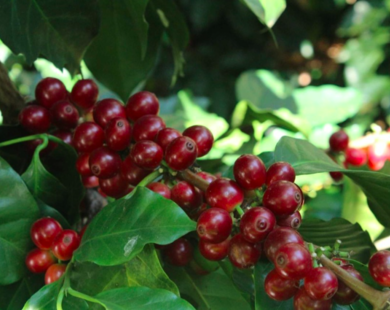 Giá cà phê hôm nay 13/8: Cà phê tiếp tục có tuần tăng 500 đồng/kg