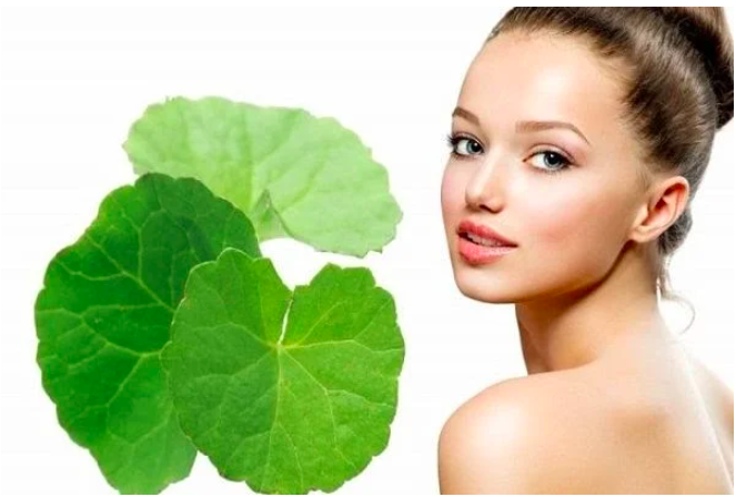 Ghim ngay tuyệt chiêu làm đẹp bằng rau má cải thiện độ ẩm và chống già cho làn da