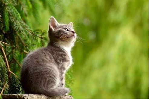 Tháng 7 âm: 4 tuổi bùng nổ vận may, nhân đôi tài lộc, dễ thành tỷ phú