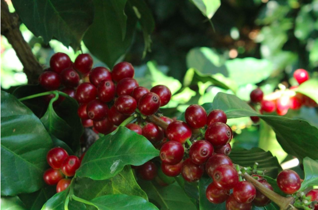 Giá cà phê hôm nay 13/8: Cà phê tiếp tục có tuần tăng 500 đồng/kg